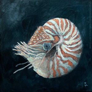 Nautilus